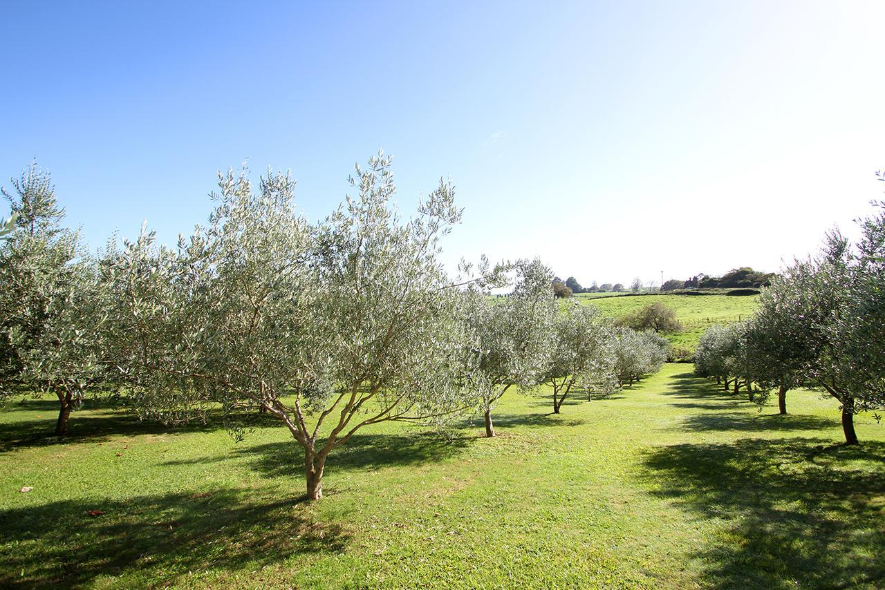 Ohaupo Olives Bed & Breakfast Exterior foto