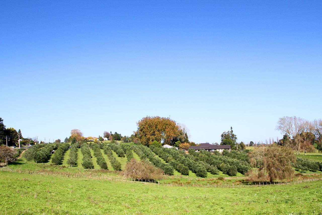 Ohaupo Olives Bed & Breakfast Exterior foto